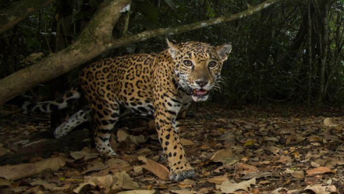 Registran aumento de jaguares en peligro de extinción en Yucatán