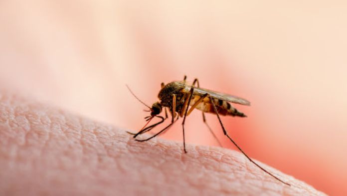 En lo que va del año se han registrado 142 casos confirmados de dengue en Veracruz