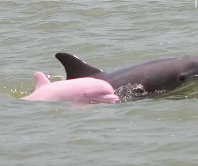 Delfín “rosado” captado en Mazatlán se hizo viral en redes sociales