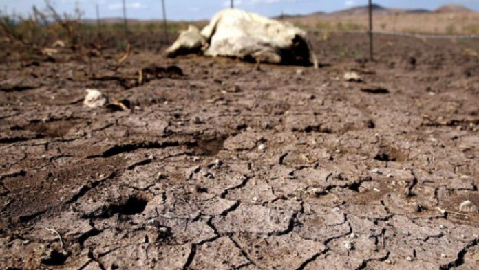 Altas temperaturas provocan sequía excepcional en 14 municipios del norte de Veracruz