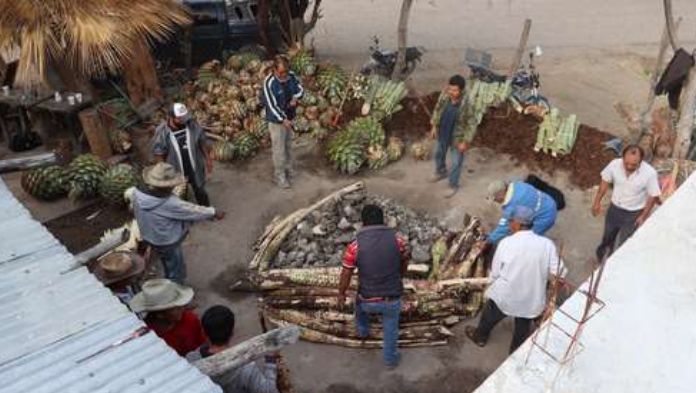 Estudiantes de Chapingo llevan la producción de mezcal a otro nivel