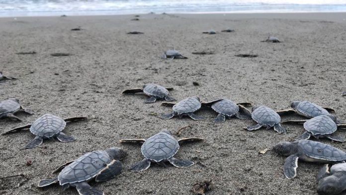 Exhortan a proteger a tortugas marinas en temporada de anidación