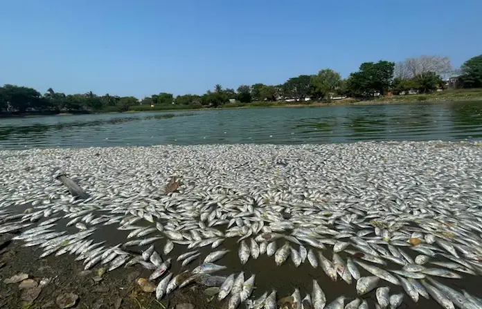 Mueren cientos de peces en laguna “La Ilusión”, en Veracruz