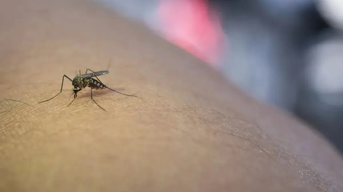 Aumentan 500% los casos de dengue en México