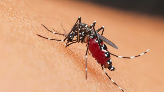 Veracruz suma 1 mil 183 casos de dengue