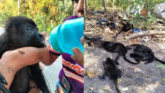 Monos aulladores siguen muriendo por calor extremo en Tabasco; han muerto más de 100 ejemplares