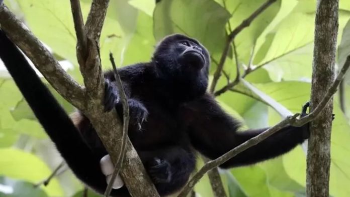 Gobierno de México confirma la muerte de 157 monos aulladores en Tabasco y Chiapas