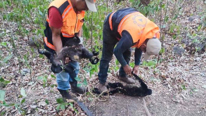 Reportan la muerte de 7 monos aulladores en Hueyapan