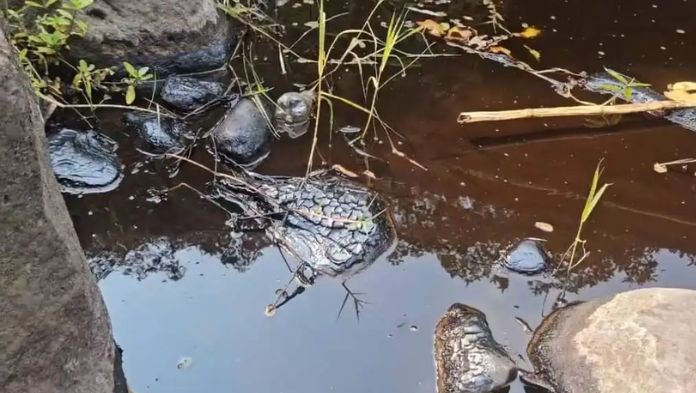 Derrame de melaza y vinaza del ingenio San Nicolás, provoca mortandad de fauna en río Jamapa