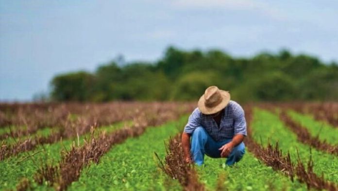 Fuerza laboral en el campo en México ha decrecido en casi 200 mil personas