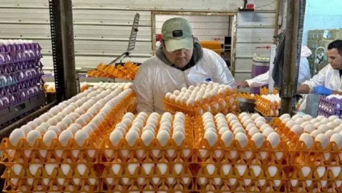 Huevo en el quinto lugar de productos cuyos precios han aumentado