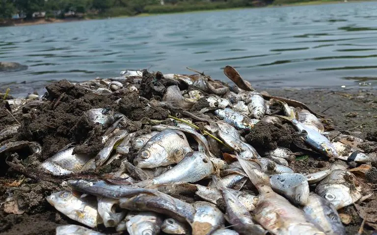 Sequía causa mortandad de peces en municipio de Veracruz