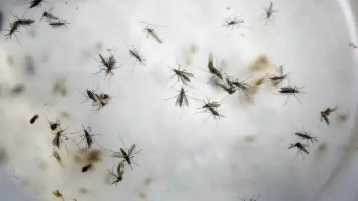 Veracruz triplican casos de dengue; registra mil 606 casos en primer semestre del 2024