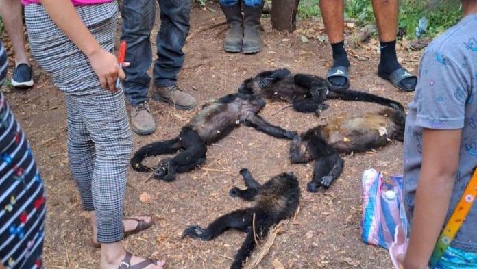 Autoridades dan seguimiento a la atención de primates en el sureste del país