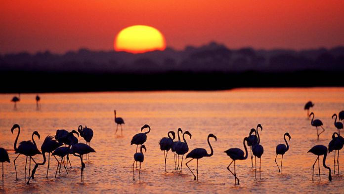 México es el país con menor regulación para proteger su biodiversidad, revela estudio