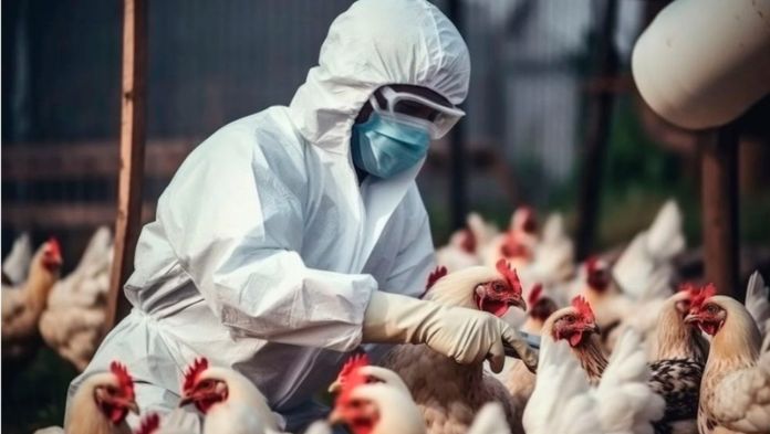 OMS confirma muerte del primer caso humano de gripe aviar en México