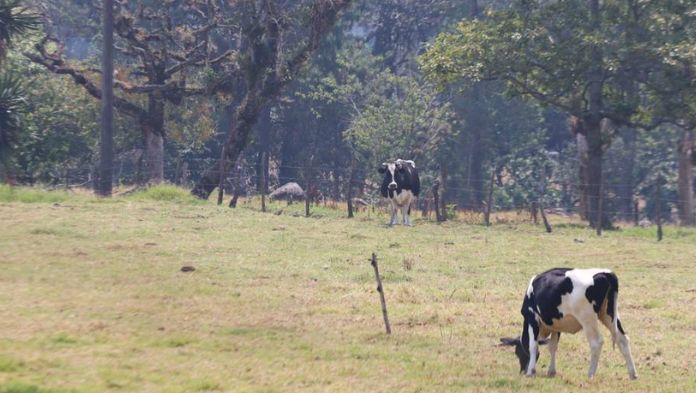 Aumenta la sequía en Veracruz a 91% de los municipios