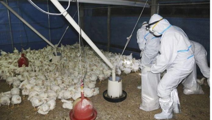 OMS aclara que reciente muerte en México de paciente no es atribuible a gripe aviar