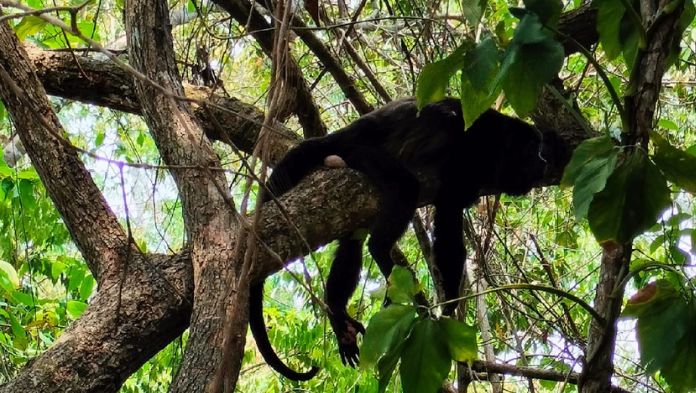 SEMARNAT reporta la muerte de 220 primates