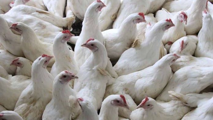 En Yucatán reportan la muerte de 2 mil gallinas por altas temperaturas