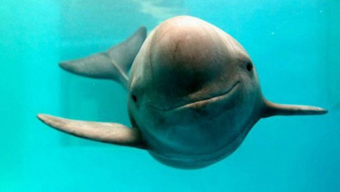 Baja avistamiento de vaquitas marinas en México