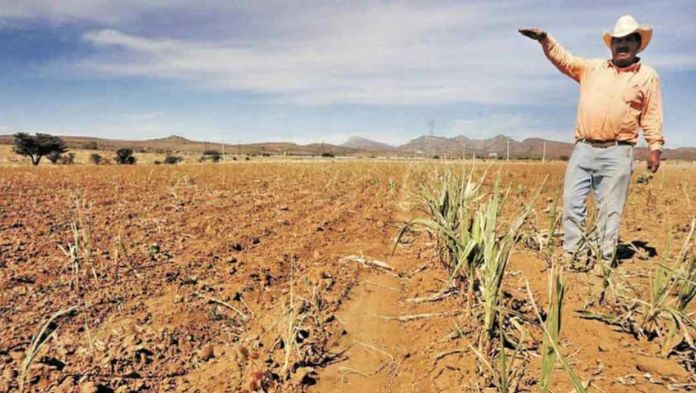 Producción agrícola en México en agonía, 80% sufre sequía