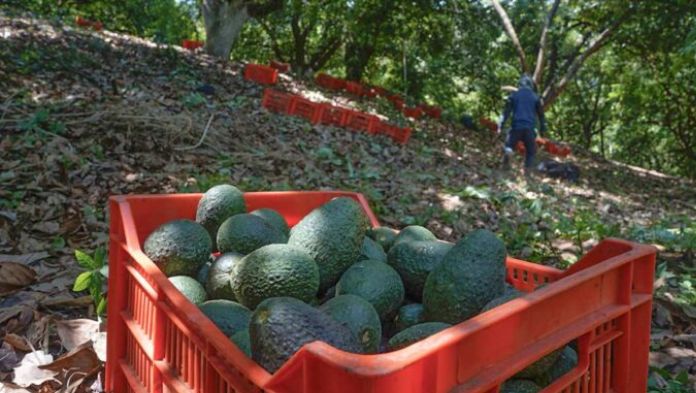 Productores de aguacate buscan reactivar exportaciones de Michoacán a EU