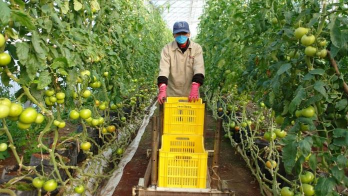EU levanta restricciones a importaciones de tomate mexicano tras cuatro años