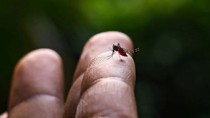 Aumento de los casos de dengue pone en alerta a Francia de cara a los JJ.OO.