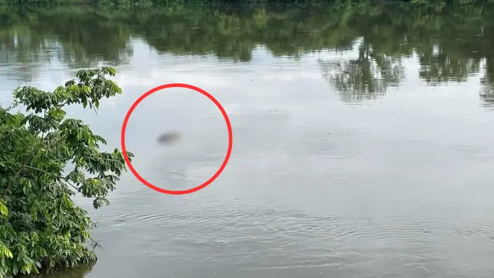 Aparece cuerpø sin vida flotando sobre las aguas del Rio Papaloapan