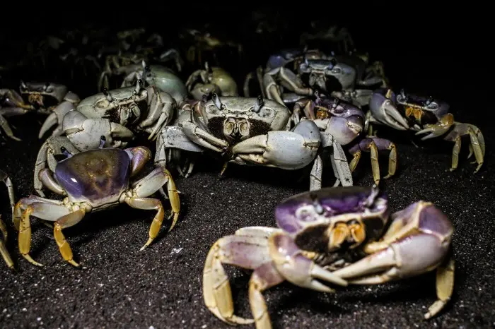 Captura del cangrejo azul en playas de Veracruz lo expone a una declaratoria por riesgo de extinción: organización