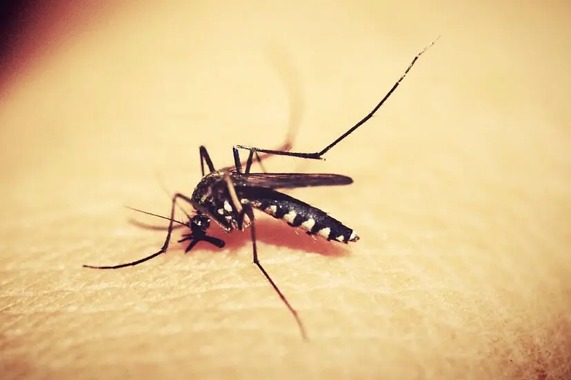 Veracruz suma seis muertes a causa del dengue en 2024