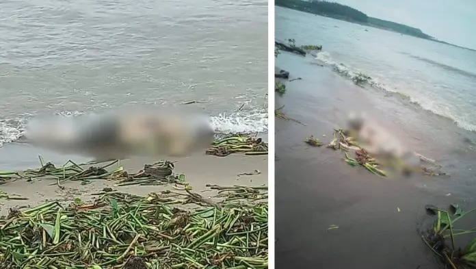 Cuerpo en estado de descomposición fue encontrado en la playa de Alvarado