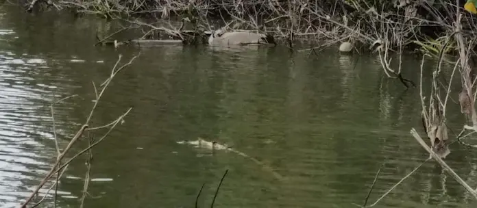 Hallan hombre con signos de tørtura fløtando en un rio