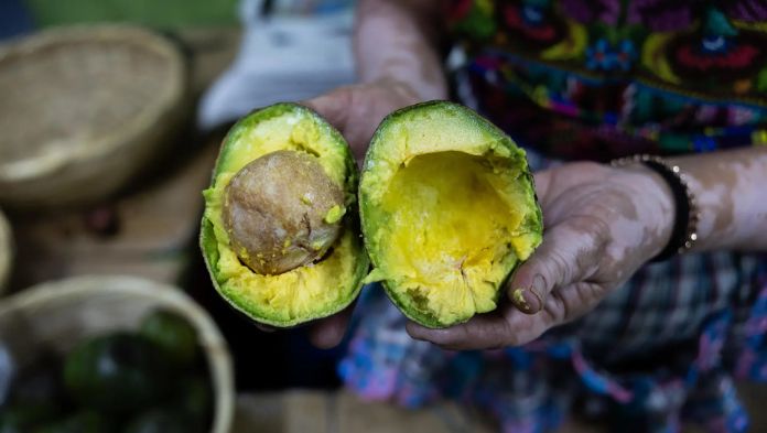 El miércoles quedarán restablecidas al 100% exportaciones de aguacate michoacano a EE.UU.: Ramírez Bedolla