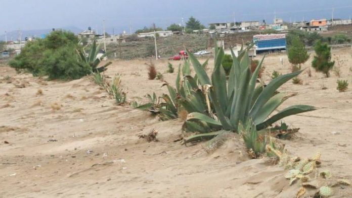 Sequía daña a municipios citrícolas del norte de Veracruz