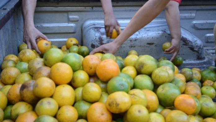 Cosecha de mandarinas, naranja y chayote para otoño encarecerá sus precios