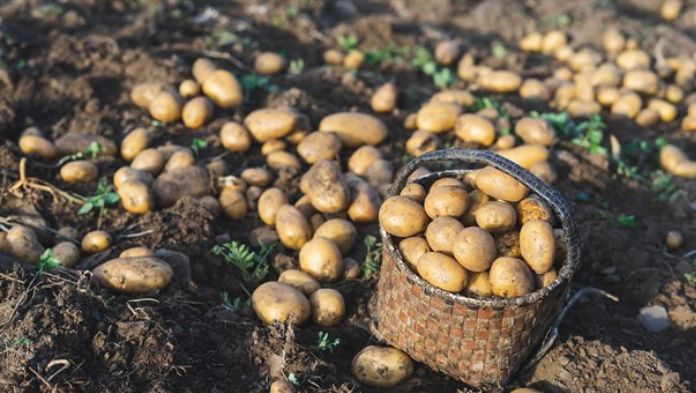 Uso de químicos en producción de papa esta relacionado con la detección de cáncer en niños en Perote