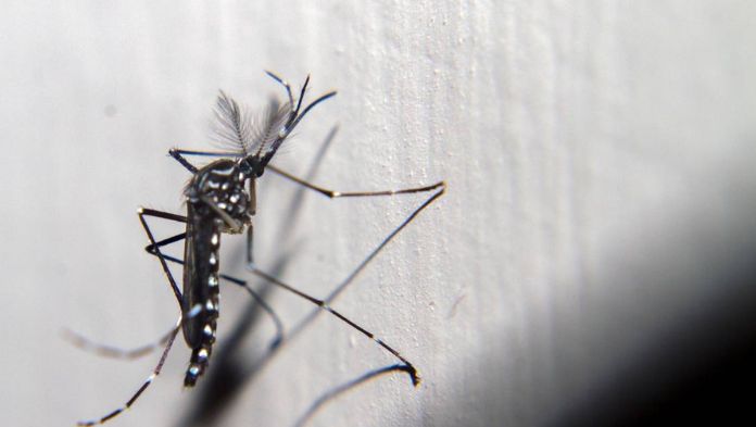 Llaman a reforzar medidas preventivas ante incremento de casos de dengue en México