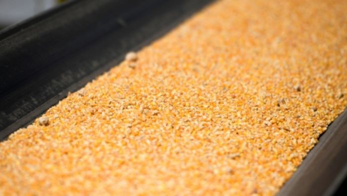 México compró 133,000 toneladas de maíz amarillo de EU para el año comercial 2024-2025: USDA