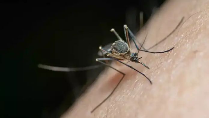 Salud federal reportó casi 24 mil casos de dengue en México