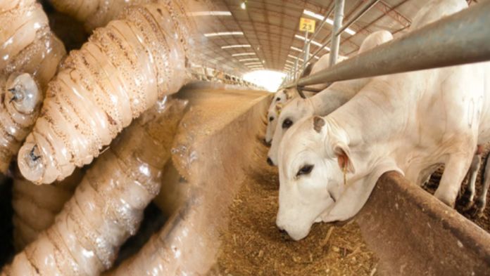 México, en alerta por llegada inminente del gusano barrenador del ganado