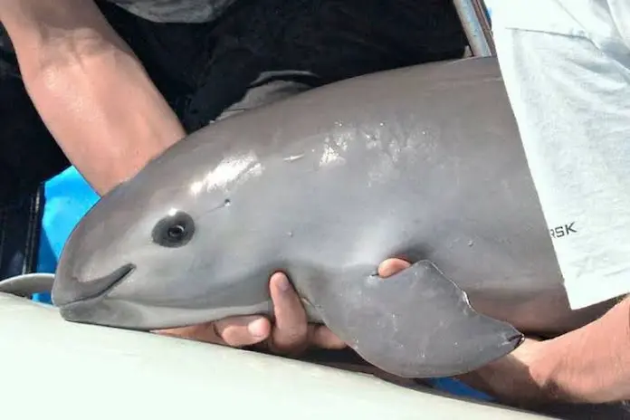 DIA DE LA VAQUITA MARINA