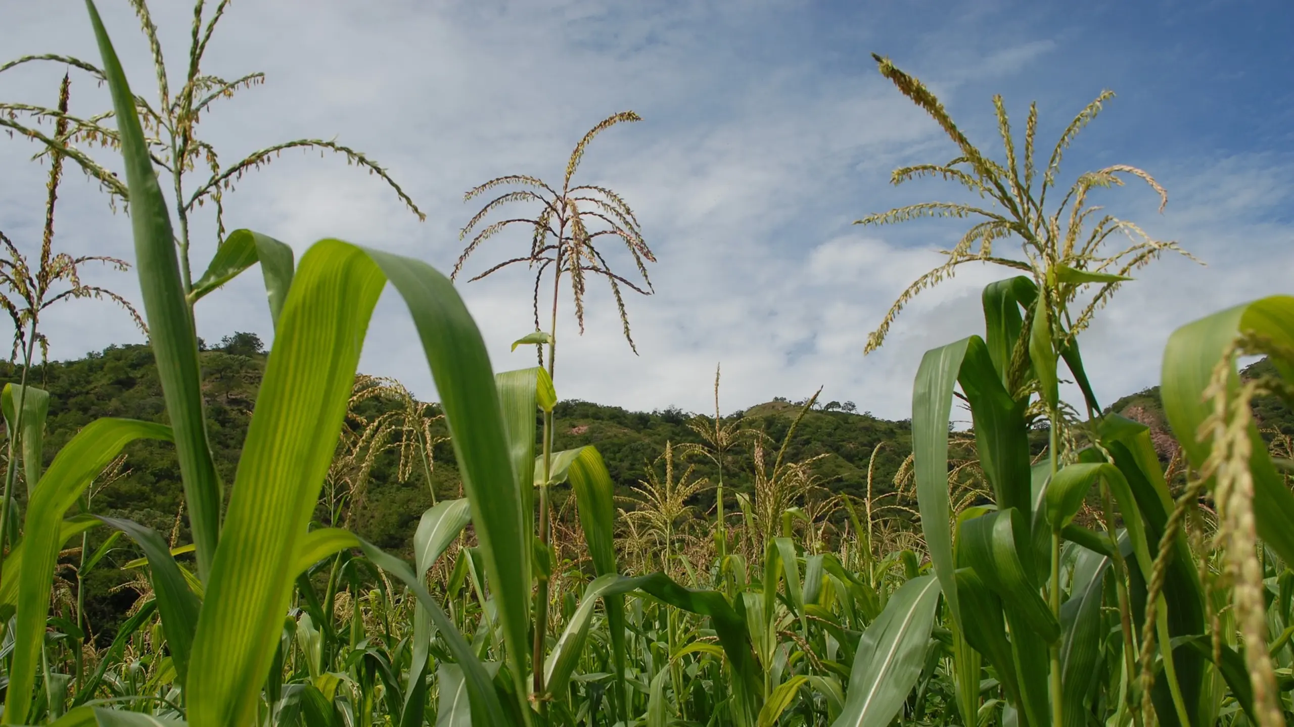 Sedarpa dejará activos seguros catastróficos para el campo