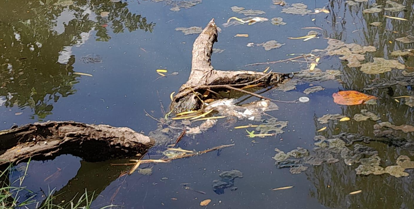 Reportan muerte de peces en laguna de Veracruz