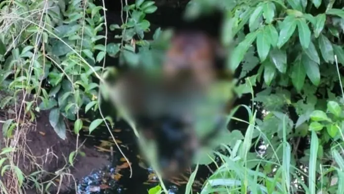 Encuentran cuerpø flotando en un caño de aguas negras