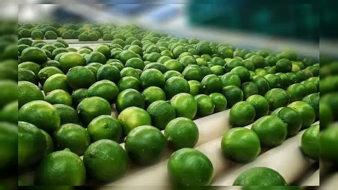 Mantendrán suspensión de labores 15 empacadoras de limón en Apatzingán, Michoacán