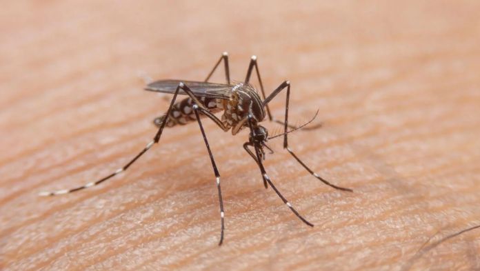 Aumenta a 13 la cifra de muertos por dengue en Veracruz