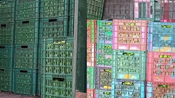 Empacadoras suspenden compra de limón en Tierra Caliente, Michoacán, por inseguridad