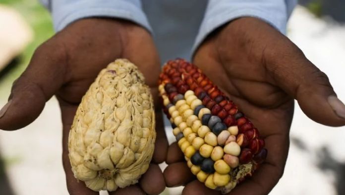 Diputados avalan prohibición del maiz transgénico